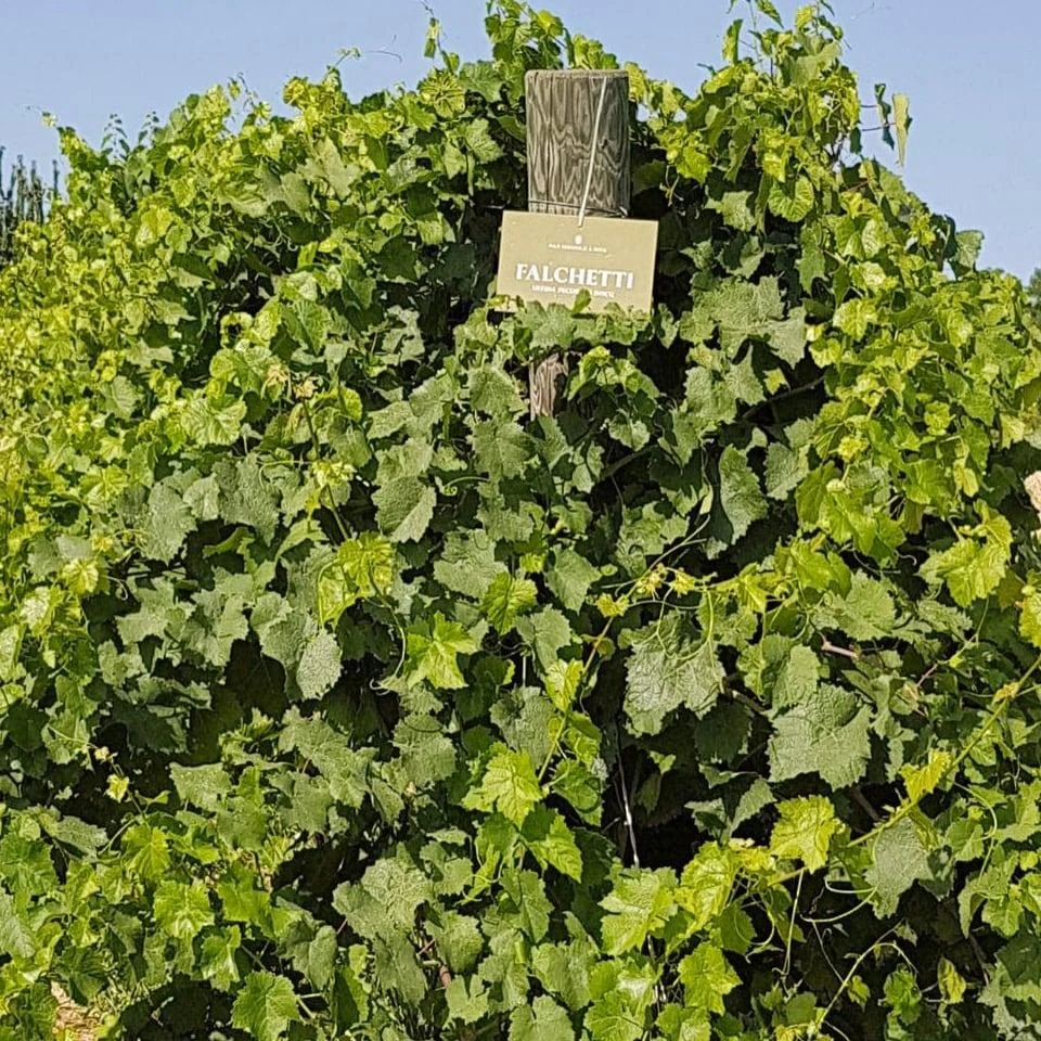 Falchetti Offida DOCG Pecorino 2020 Limited Invecchiamento Tonneau